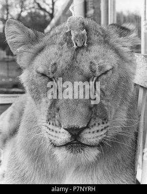 Maus auf dem Kopf eines Löwen, England, Großbritannien Stockfoto