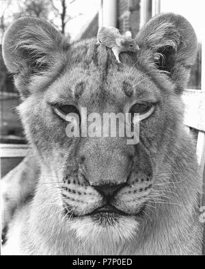 Kleine Maus klettert auf dem Kopf eines Löwen, England, Großbritannien Stockfoto