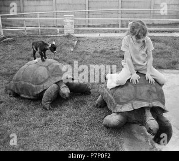 Kleine Ziege und Mädchen reiten Schildkröten, England, Großbritannien Stockfoto