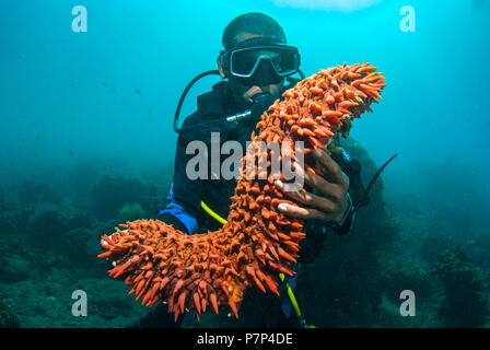 Scuba Diver bis eine Seegurke (holothuroidea) [MR] Stockfoto