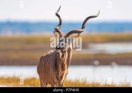Kudu (Tragelaphus strepsiceros) im Chobe National Park Stockfoto