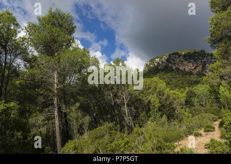 Pinar de Canet, Pinus halepensis, Moleta de Son Cabaspre, Esporles, Sierra de Tramuntana, Mallorca, Balearen, Spanien. Stockfoto