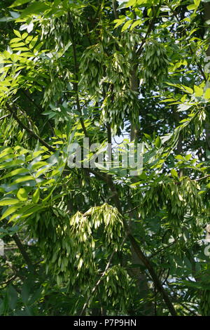 Esche mit Asche Tasten Stockfoto