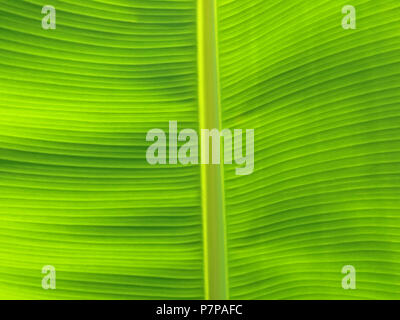 In der Nähe von Green Banana leaf Textur Stockfoto