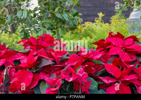 Die poinsettia Pflanzen in einem großen Bett Stockfoto