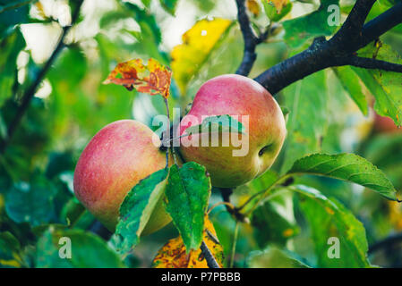 Große reife Äpfel Cluster hängen Heap auf einem Ast in einem intenseapple Obstgarten. Stockfoto