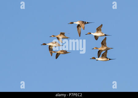 Eine Gruppe von den Nordpintailenten im Flug. Stockfoto