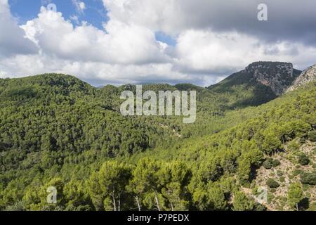 Pinar de Canet, Pinus halepensis, Moleta de Son Cabaspre, Esporles, Sierra de Tramuntana, Mallorca, Balearen, Spanien. Stockfoto