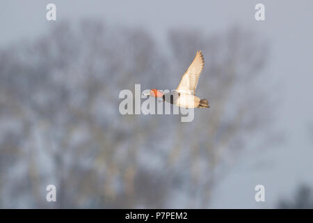 Ein Drake redhead Ente im Flug. Stockfoto