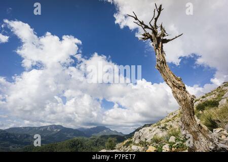 Pinar de Canet, Esporles, Fita del Ram desde el Puig des Boixos, Sierra de Tramuntana, Mallorca, Balearen, Spanien. Stockfoto