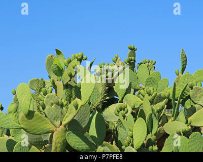 Feigenkakteen mit Früchten vor blauen Himmel mit Kopie Raum Stockfoto