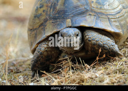 Nahaufnahme der testudo hermanni, Turtle auf natürlichen mediterranen Umgebung Stockfoto