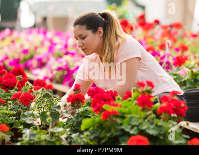 Junge und hübsche Floristen Frau arbeiten mit blühenden Blumen im Gewächshaus Stockfoto