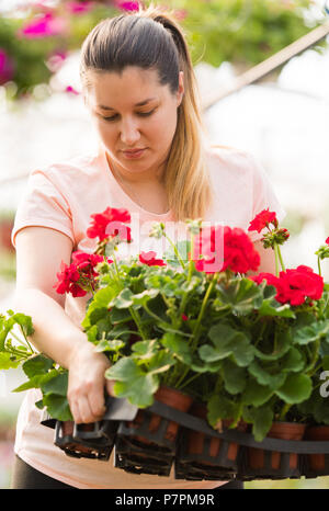 Junge und hübsche Floristen Frau arbeiten mit blühenden Blumen im Gewächshaus Stockfoto