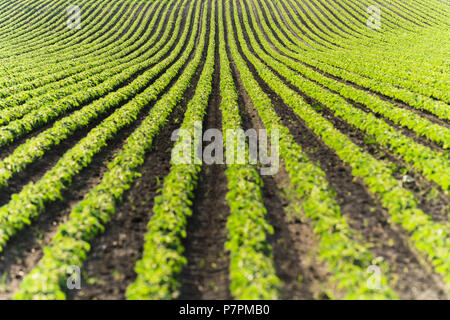 Landwirtschaftliche Soja Plantage an einem sonnigen Tag - Grün wachsen Sojabohnen Anlage gegen Sonnenlicht Stockfoto