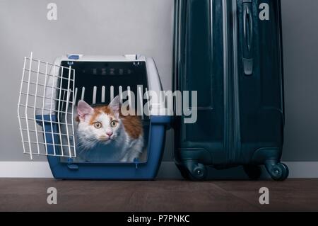 Cute tabby Katze sitzen in einer Kiste neben einem Koffer und ängstlich Schauen sideway s. Stockfoto