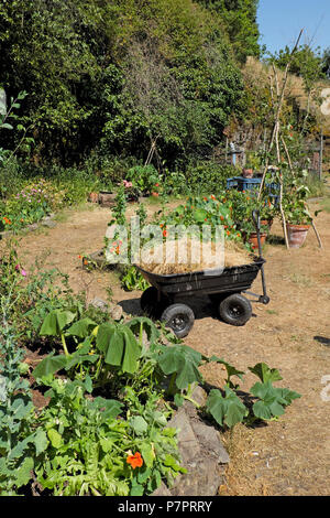 Ein Wagen mit getrocknetem Stroh Gras als Mulch im Garten um welke Durstige Pflanzen in die 2018 Sommerhitze in West Wales UK KATHY DEWITT Stockfoto