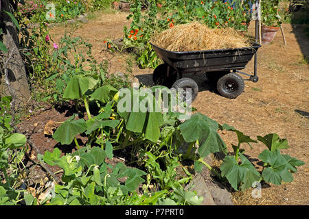 Ein Wagen mit getrocknetem Strohgras, der als Mulch im Garten um trockene welkende Pflanzen verwendet werden kann heißes 2018 Sommer Hitzewellen Wetter West Wales Großbritannien KATHY DEWITT Stockfoto