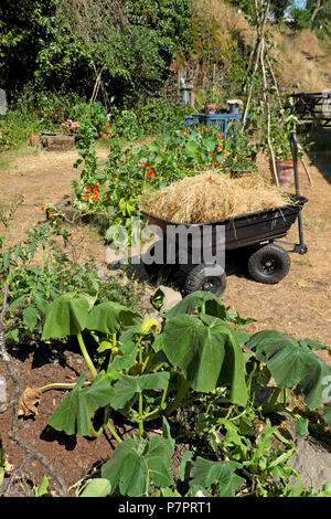 Ein Wagen mit getrocknetem Stroh Gras als Mulch im Garten um welke Durstige Pflanzen in die 2018 Sommerhitze in West Wales UK KATHY DEWITT Stockfoto