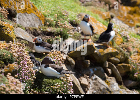 Tordalk aus saltee Insel in der Grafschaft Wexford - Irland Stockfoto