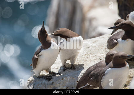 Wild GUILLEMOT von saltee Insel in der Grafschaft Wexford - Irland Stockfoto