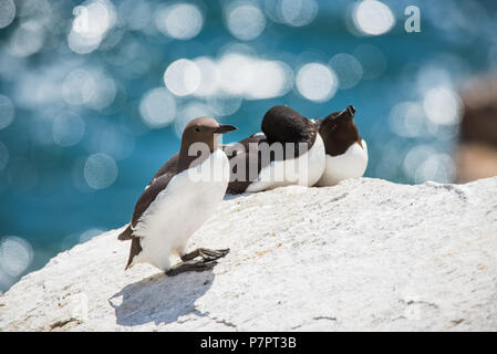 Wild GUILLEMOT von saltee Insel in der Grafschaft Wexford - Irland Stockfoto