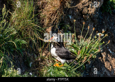 Bempton Cliffs Bridlington Juni 2018: Papageitaucher zurück zur Rasse ihre Jungen auf den dramatischen weißen Klippen entlang der Ostküste steigen und. Clifford Norton Stockfoto