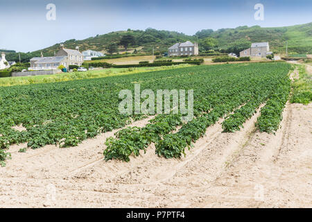 Jersey Royal Kartoffeln maschinell geerntet wird - St. Ouens - Stockfoto