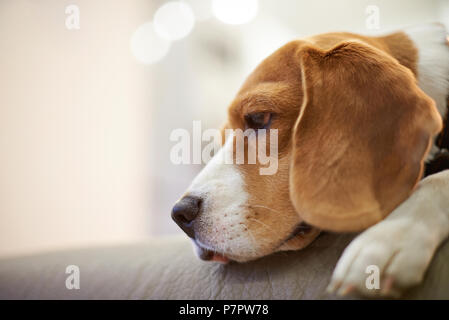 Headshot von Beagle Hund auf Sofa in der Wohnung Hintergrund Stockfoto