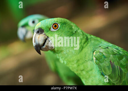 In der Nähe von Green Parrot Kopf auf unscharfen Hintergrund Stockfoto