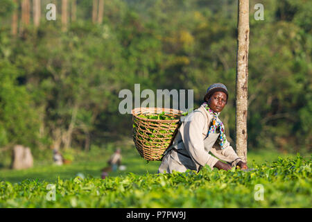 Kaffee Ernte, ugandische Frau Ernten Tee, Kommissionierung Teeblätter in Ankole region, Uganda Stockfoto