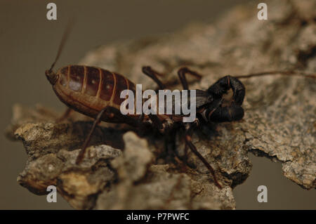 Riesige Peitsche scorpion, auch genannt die riesigen vinegaroon oder grampus, Vinegaroon Mastigoproctus giganteus, Stockfoto