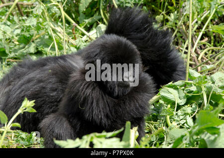 Junge Baby Gorilla der Amahoro Gruppe in den Bergen von Volcanoes National Park Kinigi, Ruhengeri, Ruanda, Ostafrika Stockfoto