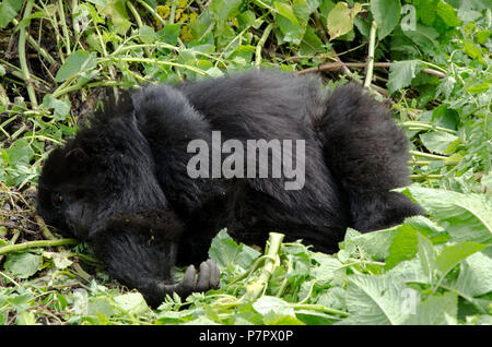 Junge erwachsene Gorilla schlafen, Teil der Amahoro Gruppe in den Bergen von Volcanoes National Park Kinigi, Ruhengeri, Ruanda, Ostafrika Stockfoto