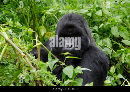 Nahaufnahme von Silverback Gorilla Essen in den Bergen von Volcanoes National Park Kinigi, Ruhengeri, Ruanda, Ostafrika Stockfoto