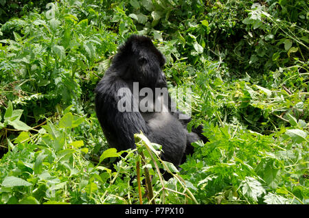 Silverback Mountain Gorilla der Amahoro Gruppe in den Bergen von Volcanoes National Park Kinigi, Ruhengeri, Ruanda, Ostafrika Stockfoto