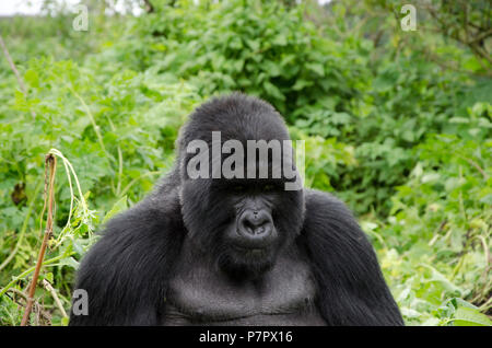 Silverback Gorilla der Amahoro Gruppe in den Bergen von Volcanoes National Park Kinigi, Ruhengeri, Ruanda, Ostafrika Stockfoto