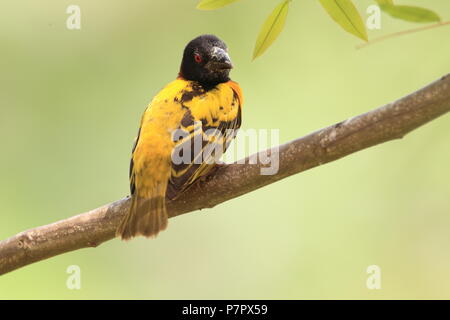 Village Weaver oder Gefleckt - unterstützte Weber oder Schwarz-headed Weaver (Ploceus cucullatus) in Ghana Stockfoto