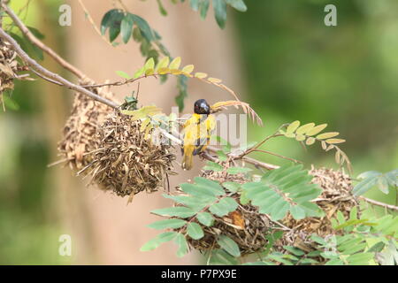 Village Weaver oder Gefleckt - unterstützte Weber oder Schwarz-headed Weaver (Ploceus cucullatus) in Ghana Stockfoto