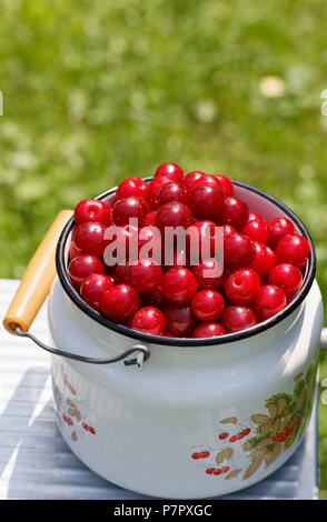 Prunus cerasus Sauer cherrys Obst in bunten Metall Glas Stockfoto