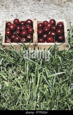 Prunus cerasus Sauer cherrys Obst in Holz- Warenkorb Stockfoto