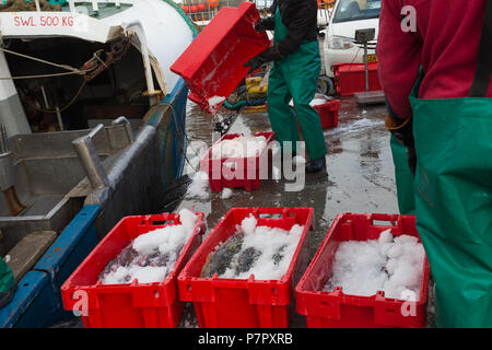 Landete frischen Fisch in Kunststoffkisten aus günstig Fischerboot auf Steg bereit für den Transport in Hout Bay ausgelagert wird, Kapstadt Stockfoto