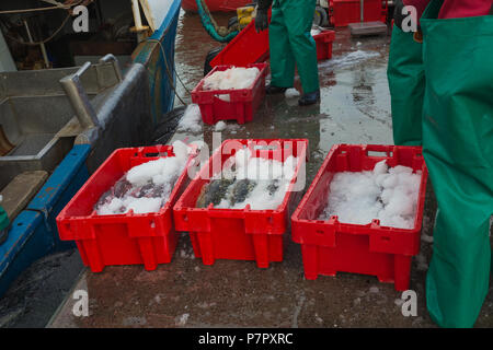 Landete frischen Fisch in Kunststoffkisten aus günstig Fischerboot auf Steg bereit für den Transport in Hout Bay ausgelagert wird, Kapstadt Stockfoto