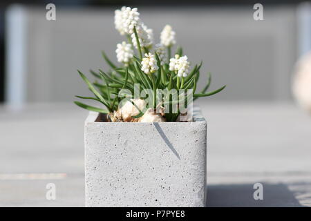 Wunderschöne Anlage close-up: Gerade fotografiert Blumentopf mit weißen Blumen Stockfoto