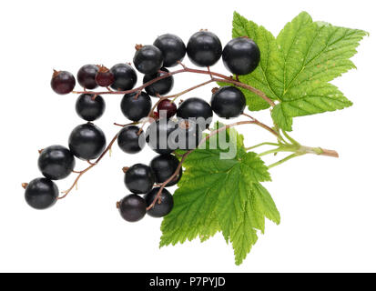 Ernte von echten Garten Beeren von schwarzen Johannisbeeren mit Blätter und Zweige. Auf weissem studio Makroaufnahme isoliert Stockfoto