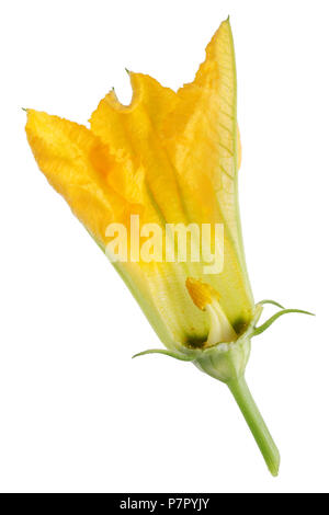 Im Inneren des Sommers bud eines grossen Orange Blume des Gemüse zucchini Zucchini. Innerhalb der realen Anlage Konzept. Auf weissem studio Makroaufnahme isoliert Stockfoto