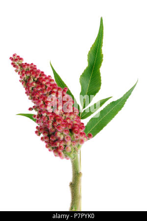 Rot Sommer Blumen Garten dekorative Strauch - giftige Sumac. Auf weissem studio Makroaufnahme isoliert Stockfoto