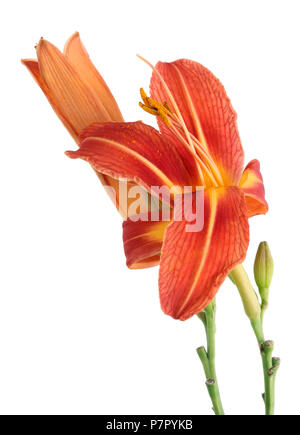 Miniatur orange Farbe Garten lily Blüten und Knospen. Auf weissem studio Makroaufnahme isoliert Stockfoto