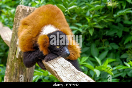 Roter Vari sitzen auf Holz in Amsterdam Zoo niedlich Stockfoto