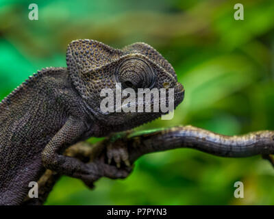 Chamäleon in der Nähe von Auge in Amsterdam Zoo schön Stockfoto